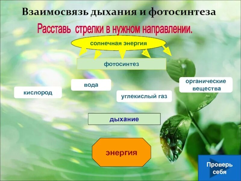 В какое время происходит фотосинтез и дыхание. Вода фотосинтез дыхание. Органические вещества вото синтаз. Фотосинтез и дыхание. Фотосинтез и дыхание растений.