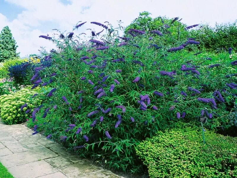 Буддлея Давида нано Блю. Буддлея Давида нано Блю (Buddleja davidii "nanho Blue"). Буддлея Эмпайр Блю. Буддлея Давида Эмпайр Блю.