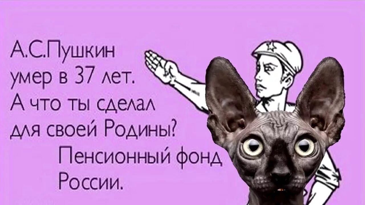 Кот костян ютуб последнее. Кот костян. Кот костян кот костян. Кот костян дзене. Кот костян.