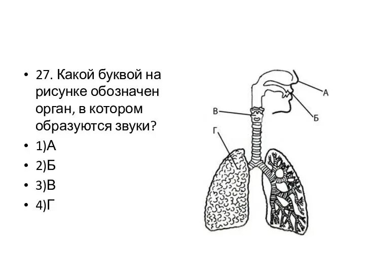 Дыхательная система задания огэ. Строение дыхательной системы огэ биология. дыхательная система человека рисунок егэ. дыхательная система человека схема егэ. схема дыхательной системы человека 8 класс биология.