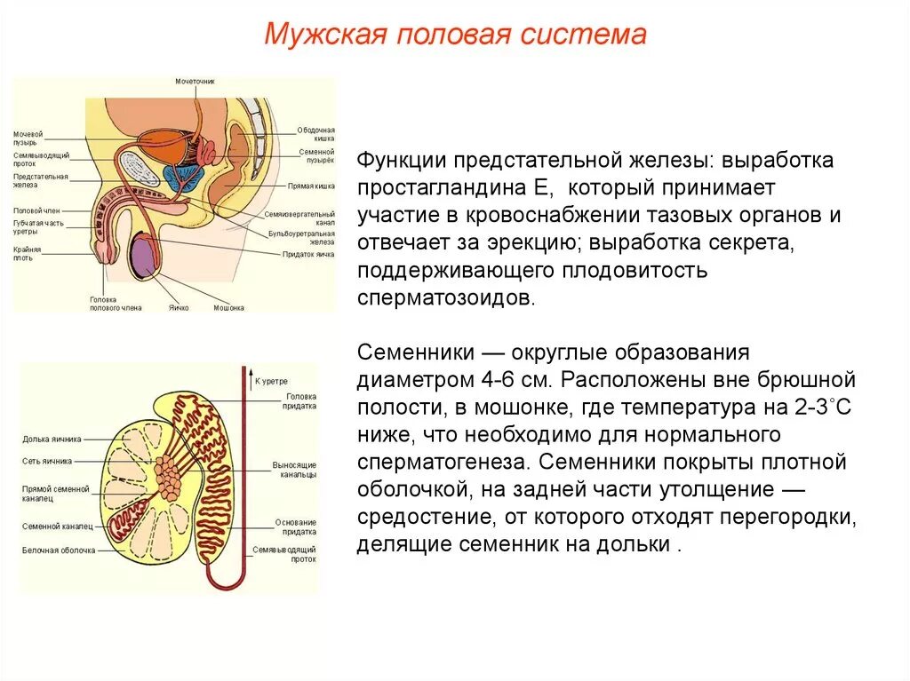 Мужская анатомия половая/система строение и функции. Функции предстательной железы анатомия. Роль предстательной железы функции. Предстательная железа функции кратко строение.