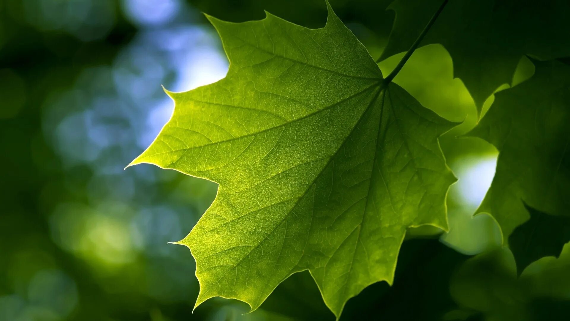 Листья. Кленовый лист. Красивые листочки. Зеленый лист.