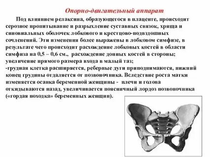 Тазобедренный сустав анатомия строение. Болят лобковые кости 38 неделя. Болят лобковые кости 38 неделя. Болят лобковые кости 38 неделя. Болят лобковые кости 38 неделя.