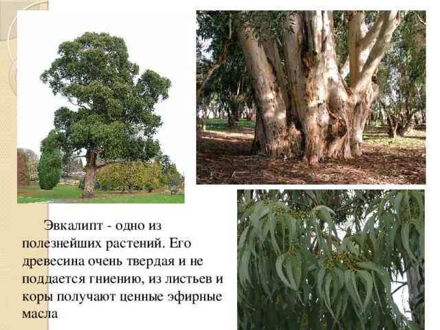 На графике изобразили как растет эвкалипт Free Images : tree, nature, branch, sunlight, leaf, flower, environment, green,