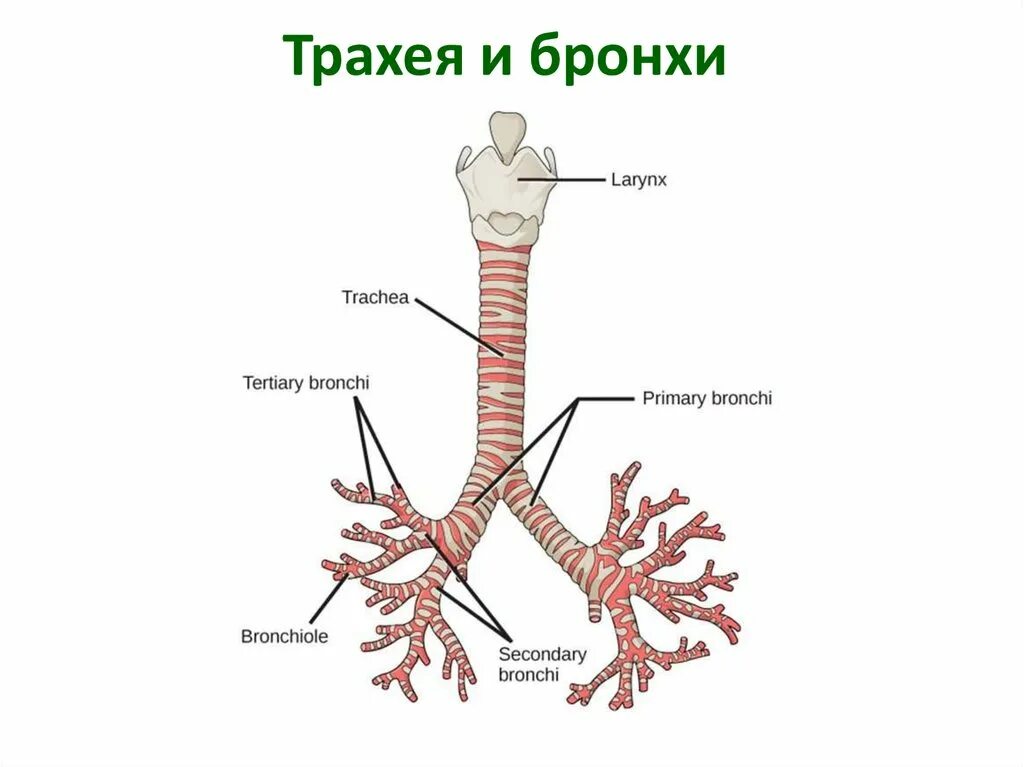 Бронхи на латыни. Трахея и бронхиальное дерево. Бронхи анатомия человека строение. Трахея и бронхи анатомия. Трахея и бронхи строение анатомия.