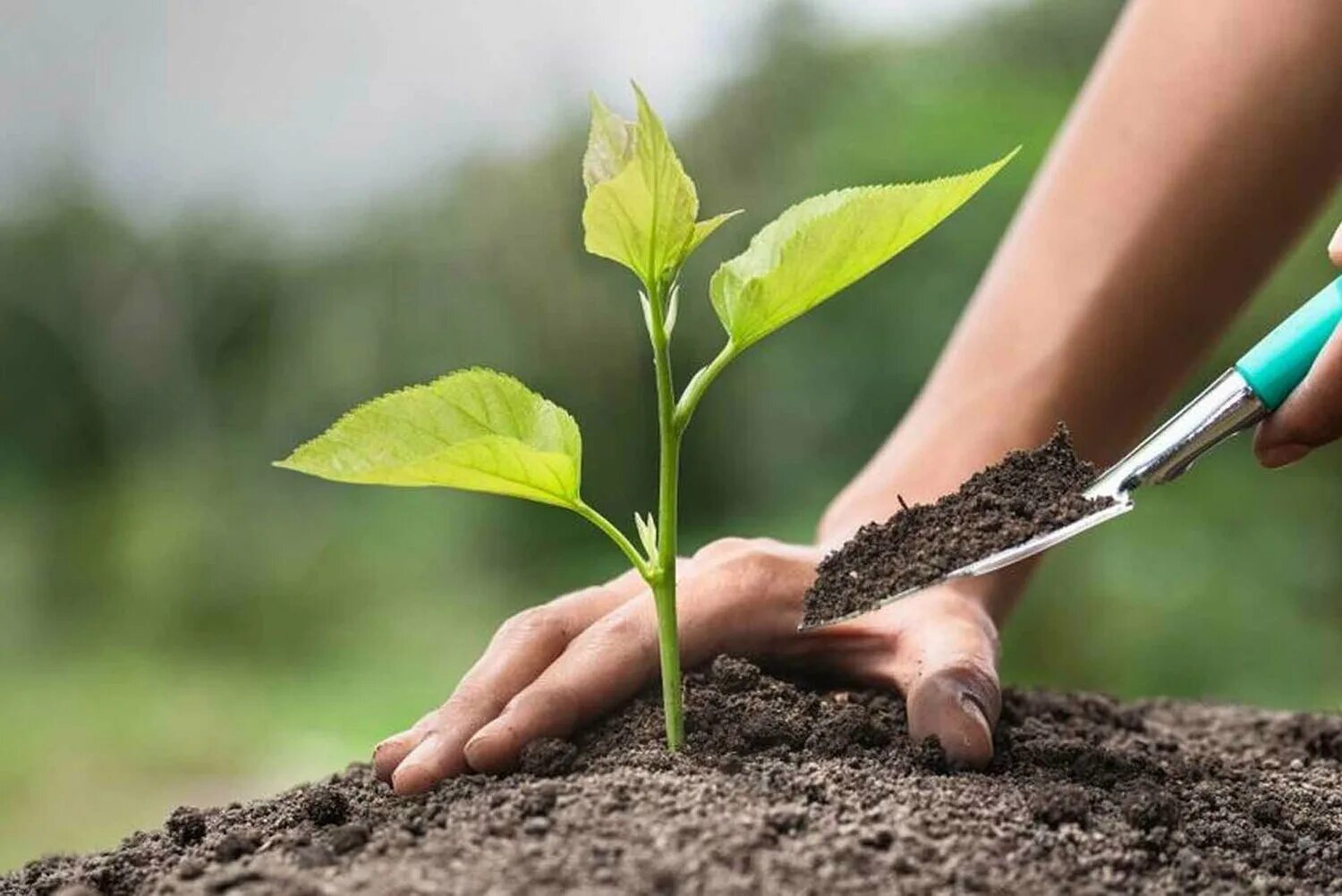 посади четыре дерева. дерево для презентации. люди садят деревья. сажание деревьев. люди сажают деревья.