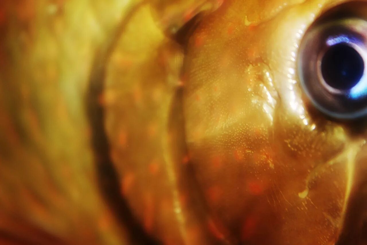 Какие глаза у рыб. Глаз рыбы. Глаз рыбы фото. Отражение в глазу рыбы.
