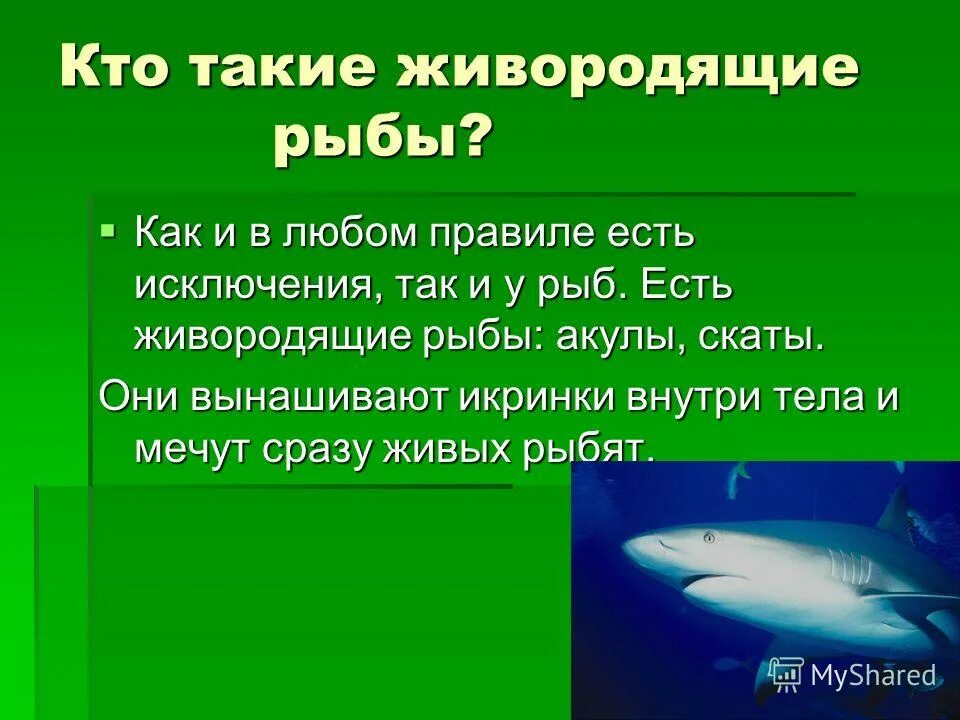 Размножение животных рыбы. Живородящие акулы. Живородящие рыбы акулы. Живородящие акулы размножение. Как размножаются живородящие рыбы.