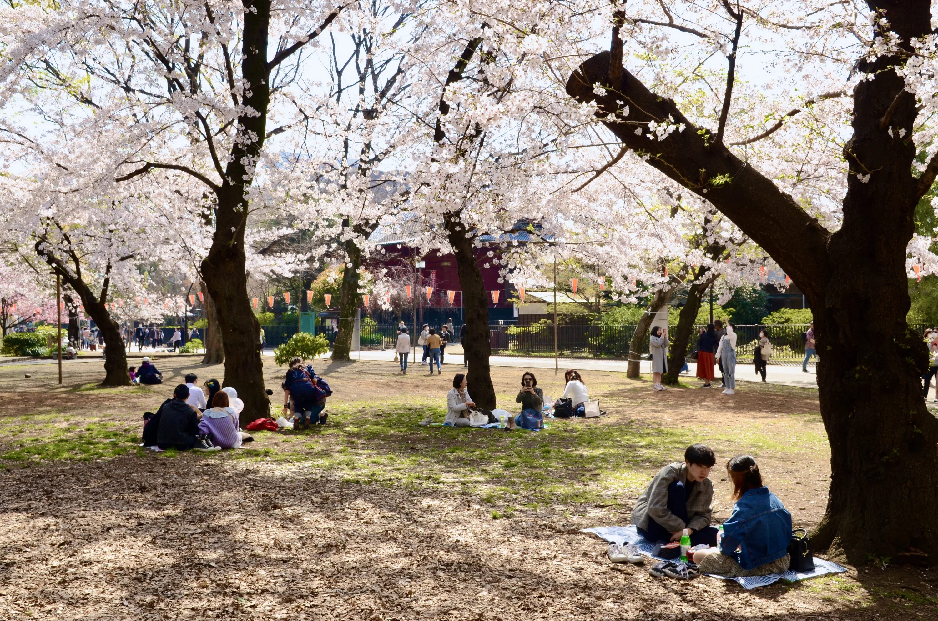 Уено. Токийский парк Уэно. Уэно Япония. Парк Уэно Сакура. Парк Уэно экскурсия.