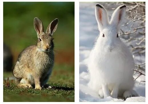 сходство зайца беляка и зайца русака сходство. сравнения зайца. заяц беляк и русак. сравнения зайца. заяц-биряк из заяц русак.