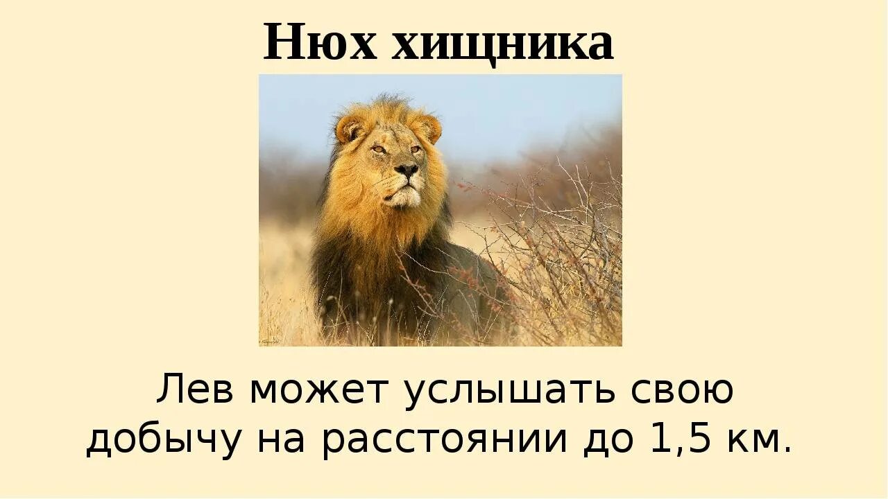 1 июля лев