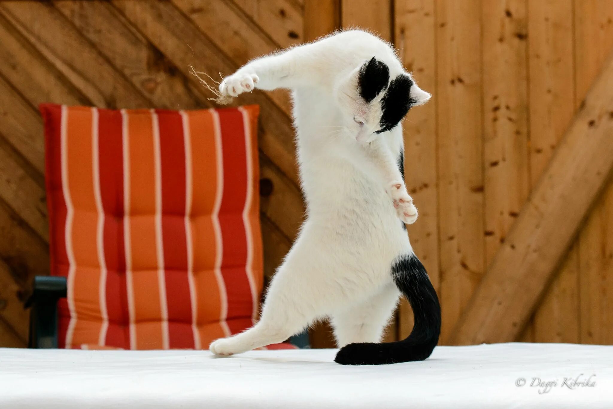 Кошка гонится. Кот гоняется за хвостом. Котенок бегает за своим хвостом. Котенок играет с хвостом. Кошачий хвост.