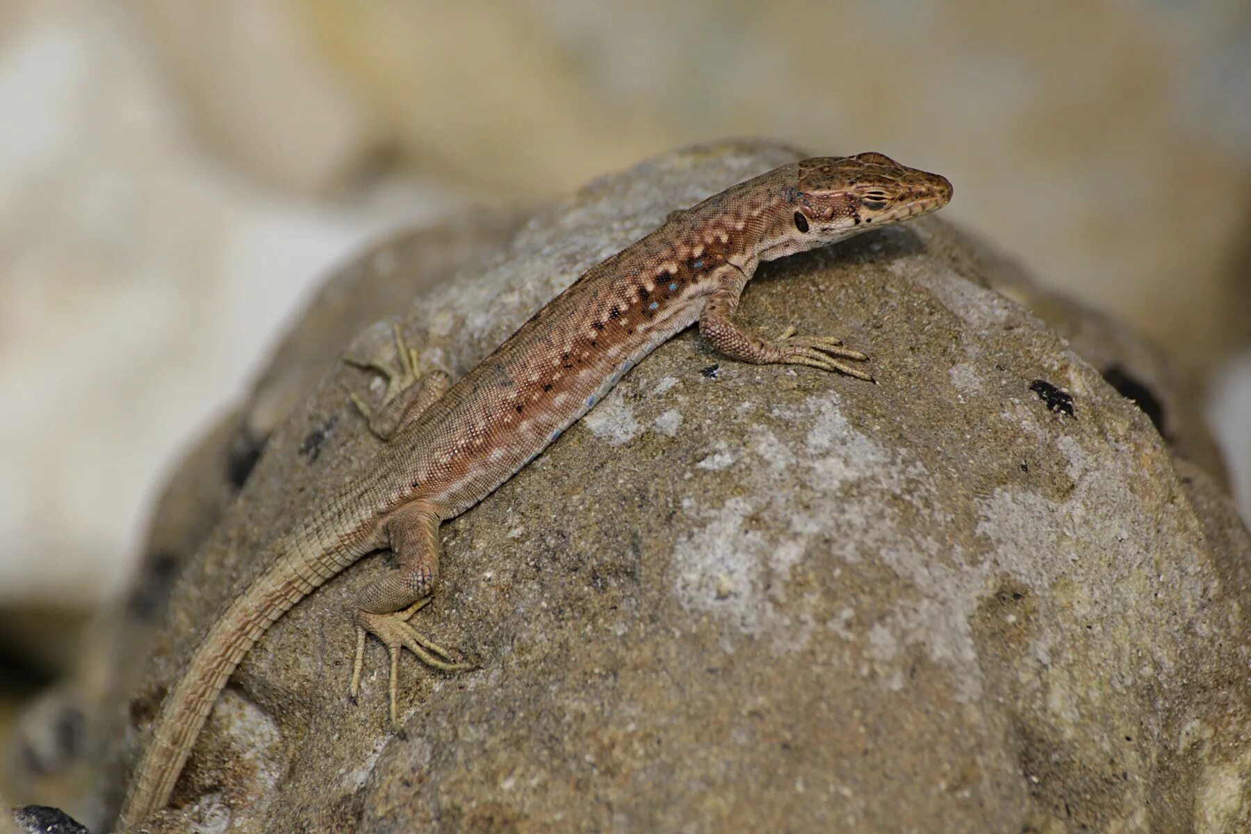 Lacerta agilis). Прыткая ящерица меланист. Ящерица прыткая (lacerta agilis linnaeus). Ящерица обыкновенная фото. Кавказская скалистая ящерица.