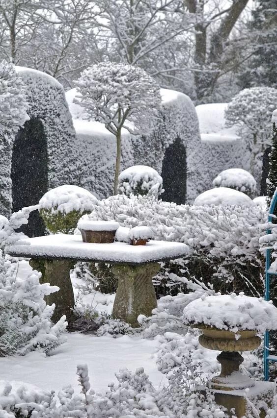 Lessons From the Winter Garden (of My Discontent) Winter garden, Garden pictures