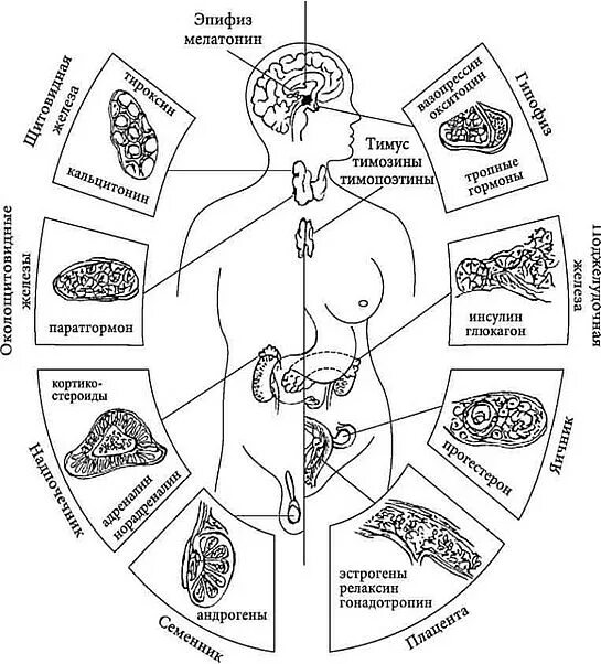 Железы эндокринной системы человека анатомия. Эндокринная система схема. Строение эндокринной системы человека схема. Схема эндокринной системы человека 8 класс биология.