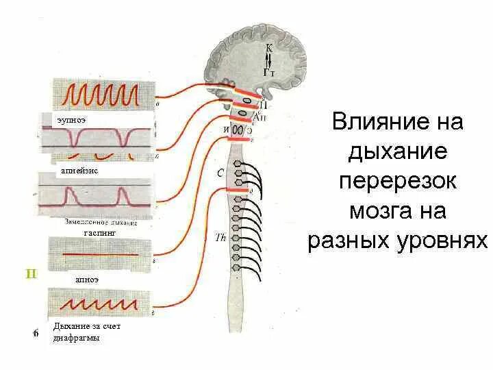 Перерезка блуждающего нерва. Апнейстическое дыхание и гаспинг. Влияние на дыхание перерезок. Гаспинг это физиология. Влияние на дыхание перерезок мозга на разных уровнях.