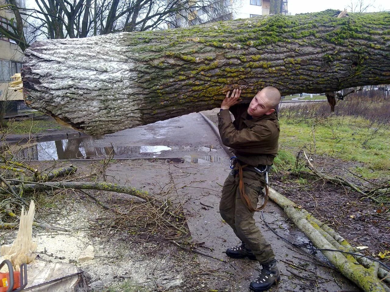 Рубить ветку. Спиленное дерево. Спиливание деревьев. Поваленное дерево. Поваленное дерево в лесу.