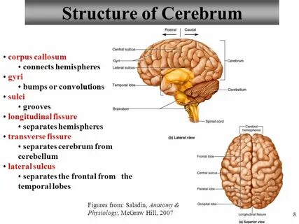 Cerebrum