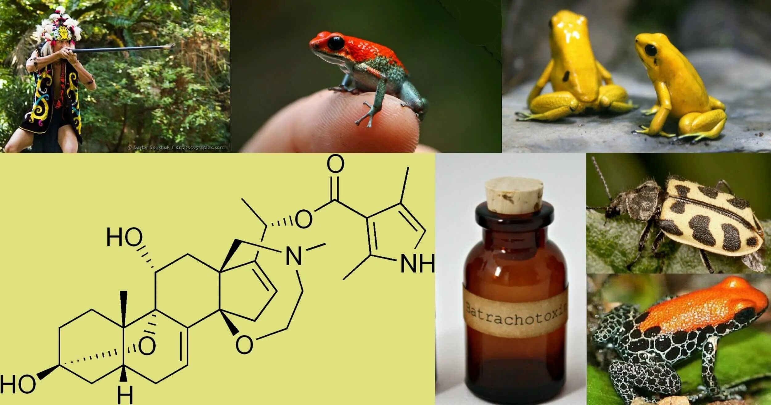 Яд батрахотоксин. Животные яды. Биологические растительные и животные яды. Сильнейшие токсины