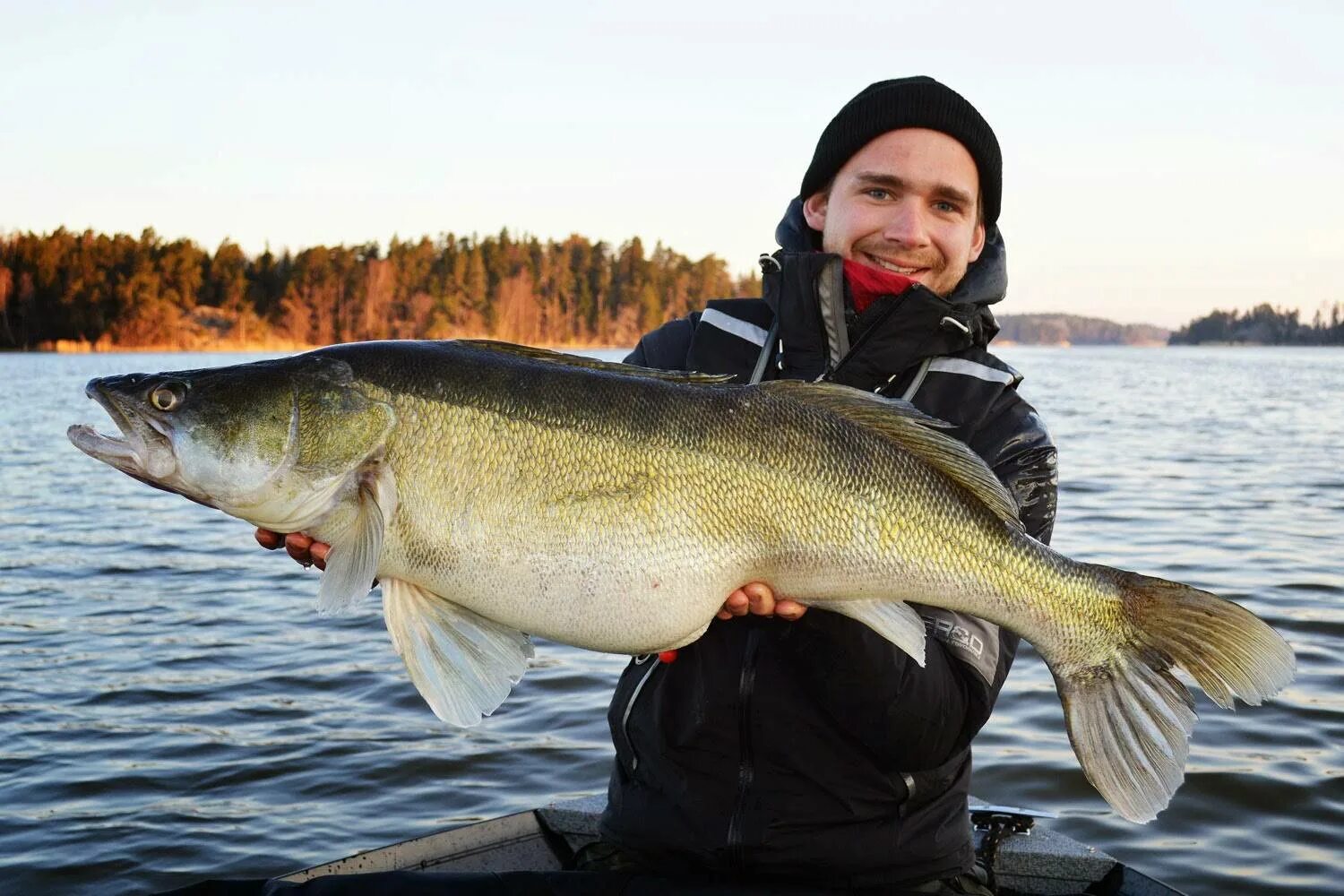 Рыбалка в ленинградской области на ладоге. Судак рыба Ладога. Самый большой Судак. Самый большой Судак в мире. Рыбы Ладожского озера.