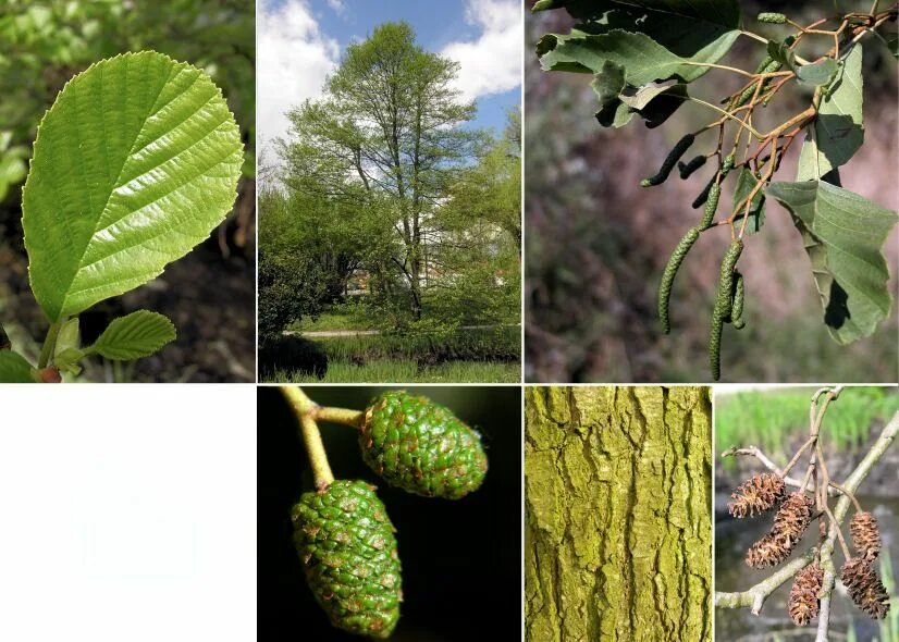 Ольха сердцевидная. Ольха черная (Alnus glutinosa). Ольха вислоплодная. Ольха ареал.