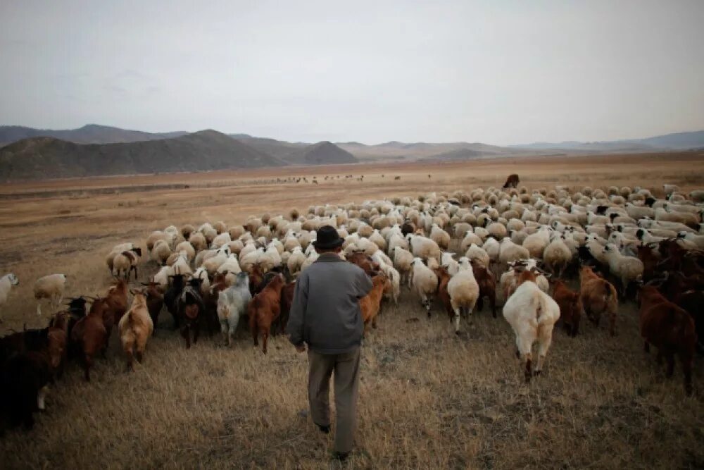 Скотоводство в монголии. Сх монголии. Сельское хозяйство монголии. Сельское хозяйство монголии земледелие. Баран на корове ресторан в улан-удэ.