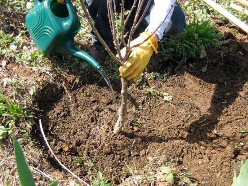 Полив яблонь в августе. Высадка плодовых деревьев. полив плодовых деревьев. посадка саженца. рыхление деревьев.