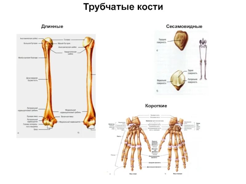 Три трубчатые кости. Трубчатые кости длинные и короткие. Короткие трубчатые кости человека. Строение трубчатых длинных и коротких костей. Длинные трубчатые кости человека.