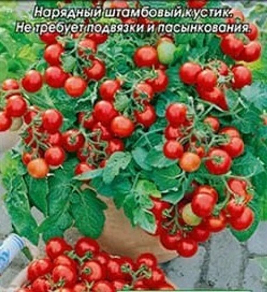 Семена томатов для балкона. Помидоры черри балконное чудо. Семена томат балконное чудо.