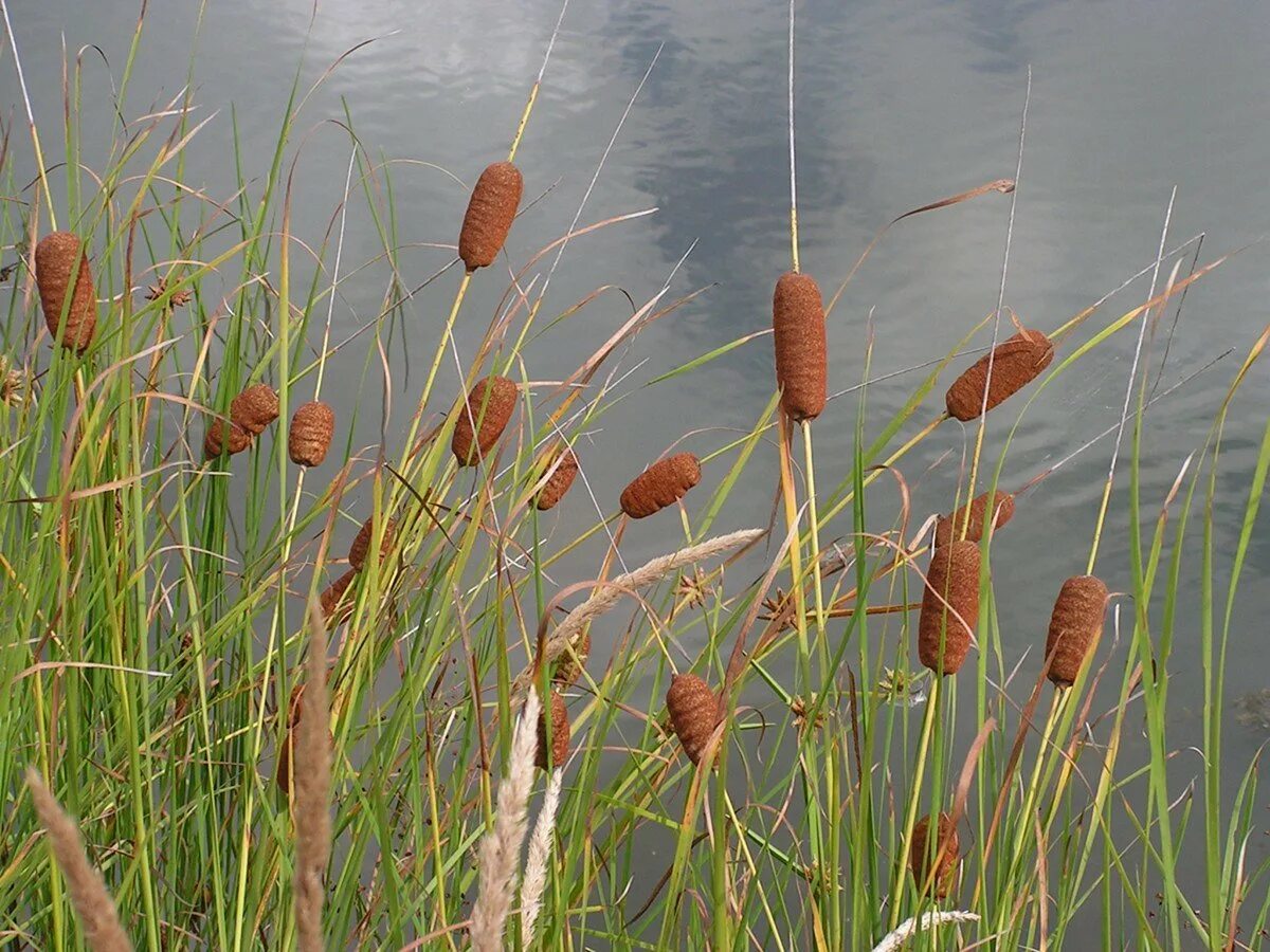 Камыш растение фото. Камыш и рогоз. Камыш рогоз чакан. Рогоз узколистный (Typha angustifolia). Рогоз, тростник, Сусак.