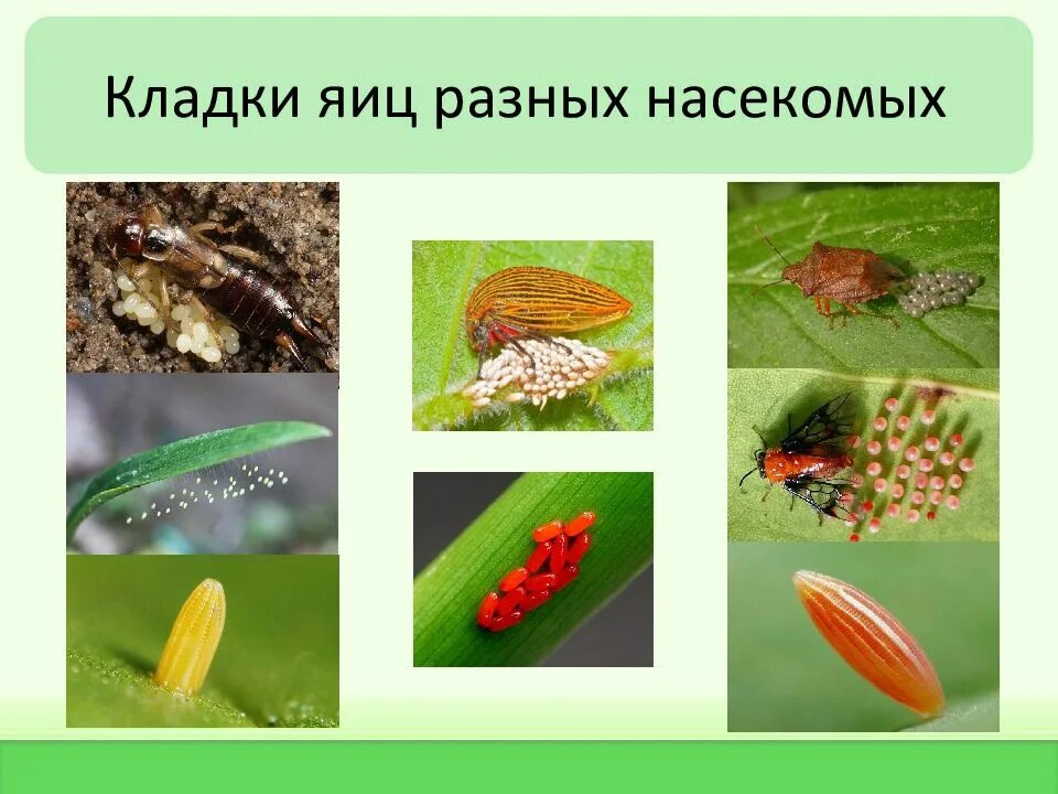 Кладки яиц насекомого. Кладки яиц насекомых. типы кладок насекомых. виды яиц насекомых. основные формы яиц насекомых.