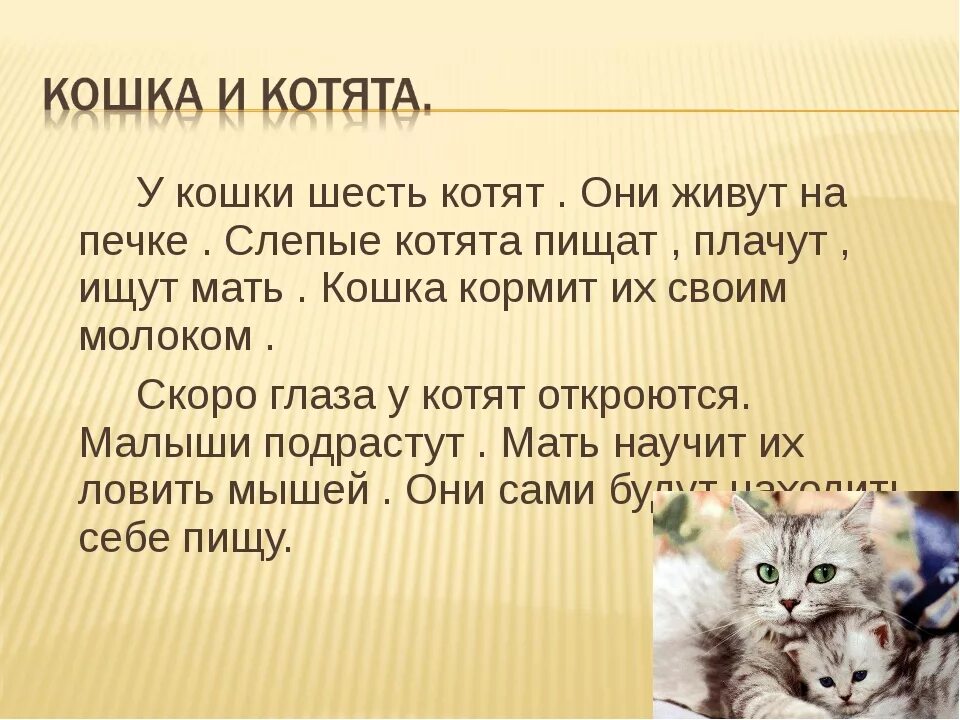Предложения слов кошек. Текст про кошку. Небольшой рассказ про котенка. Рассказ котенок. Текст про котенка.