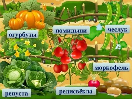 Огород 4 буквы