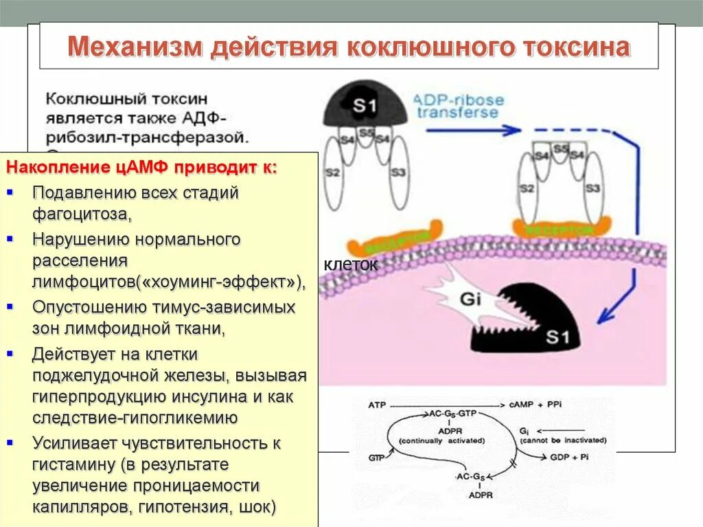 Механизм действия коклюшного экзотоксина. Коклюшный Токсин механизм действия. Механизм действия токсинов. Механизм действия токсина коклюша.