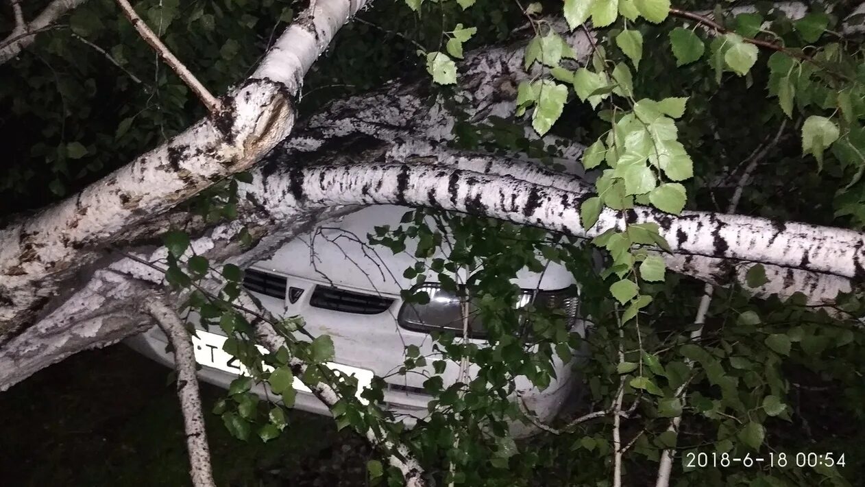 Поломанная береза. Береза дерево. Береза сломал ветер. Поломанная береза. Покажи берёзу со сломанными ветками.