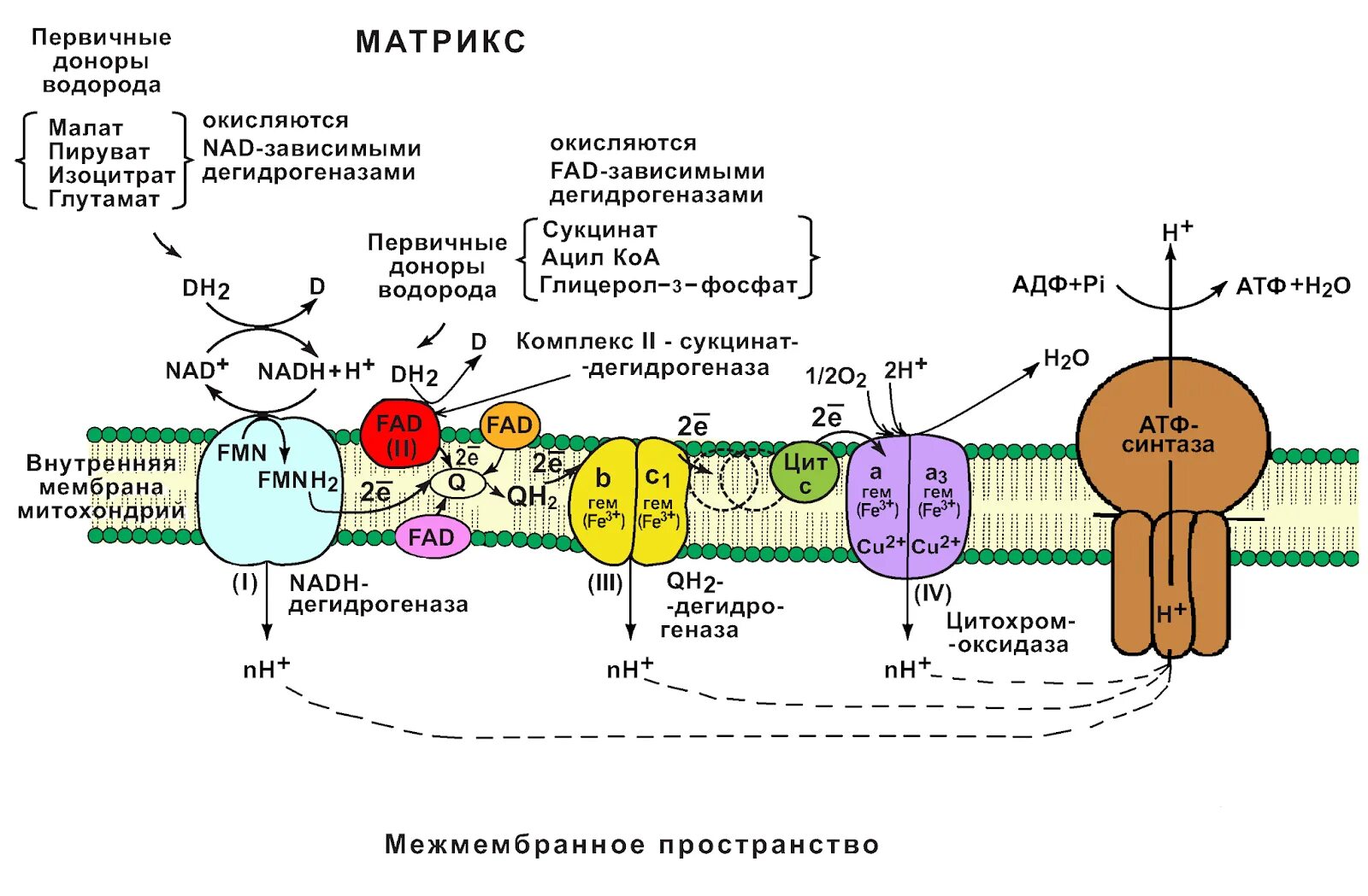 Пересадка митохондрий. Дыхательная цепь (ЦПЭ): строение. 2 Комплекс цепи переноса электронов. Комплекс 5 дыхательной цепи митохондрий. Схема дыхательная цепь переноса электронов биохимия.