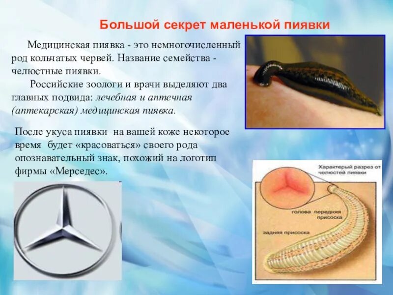 Образ жизни и особенности строения класса пиявки. Укус медицинской пиявки. челюсти медицинской пиявки.