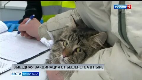 Бесплатная вакцинация от бешенства 2024