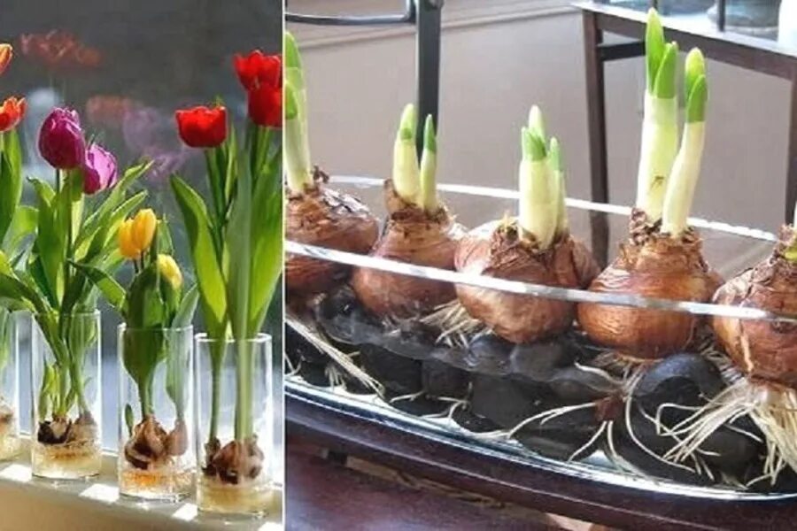 Можно ли посадить луковицу тюльпана. Высаживание луковиц в грунт. Можно ли посадить луковицу тюльпана. Нарциссы глубина посадки весной. Нарциссы рассада.