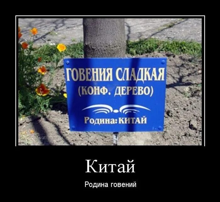 Родина смешное. Как победить систему. Победила систему. Родина приколы. Бег финиш.