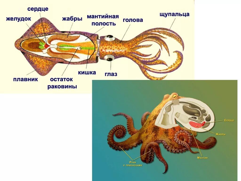 Сердце головоногих. Головоногие моллюски пищеварительная система. Пищеварительная головоногих моллюсков. Пищевар система головоногих моллюсков. Строение пищеварительной системы головоногих моллюсков.