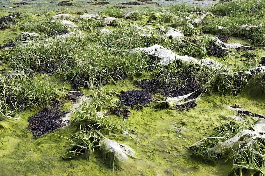 Сложные водоросли. Эдафофильные водоросли. Аэрофитон водоросли. Xanthophyta водоросли. Почвенные водоросли.