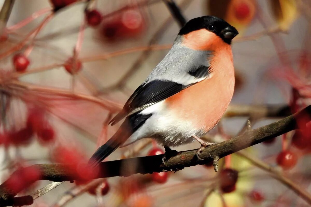 как розовые яблочки на ветках снегири. герасимов снегири. снегирь на веточке. снегири зимой. снегири на яблоне зимой.