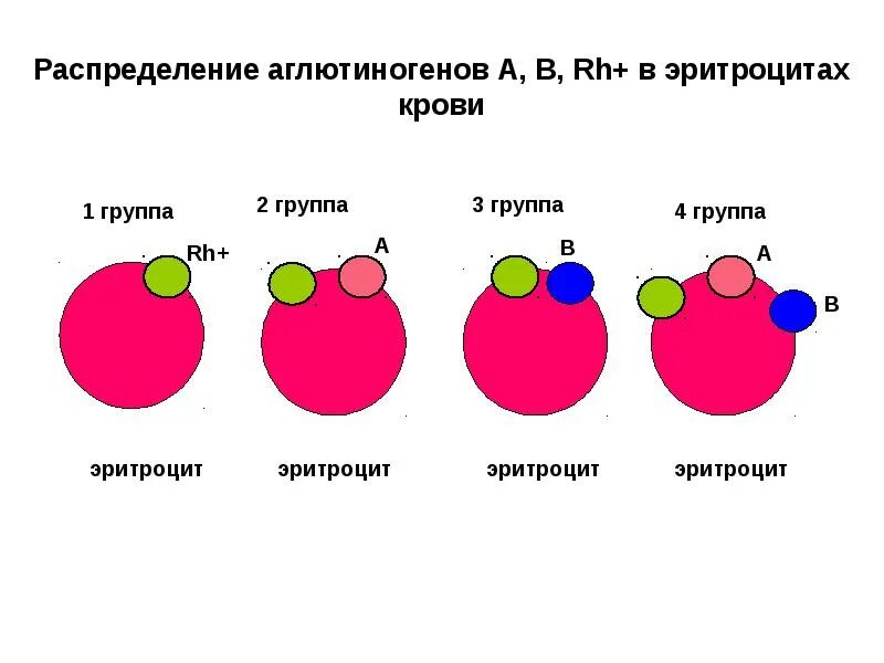 Резус отрицательный эритроцит. Группа крови 2 резус. группы крови и резус-фактор таблица. группы крови системы rh. группа резус фактор.