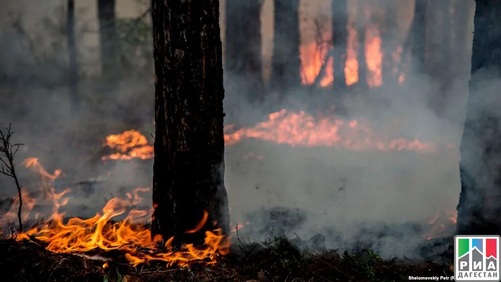 Природные пожары. Лесные пожары в амге. Пожары в тайге 2019. Природные пожары. Горящий лис.