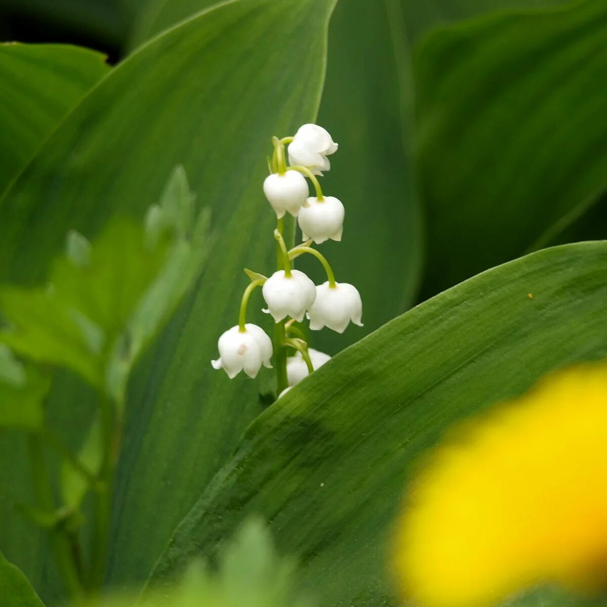 пейзаж ландыши