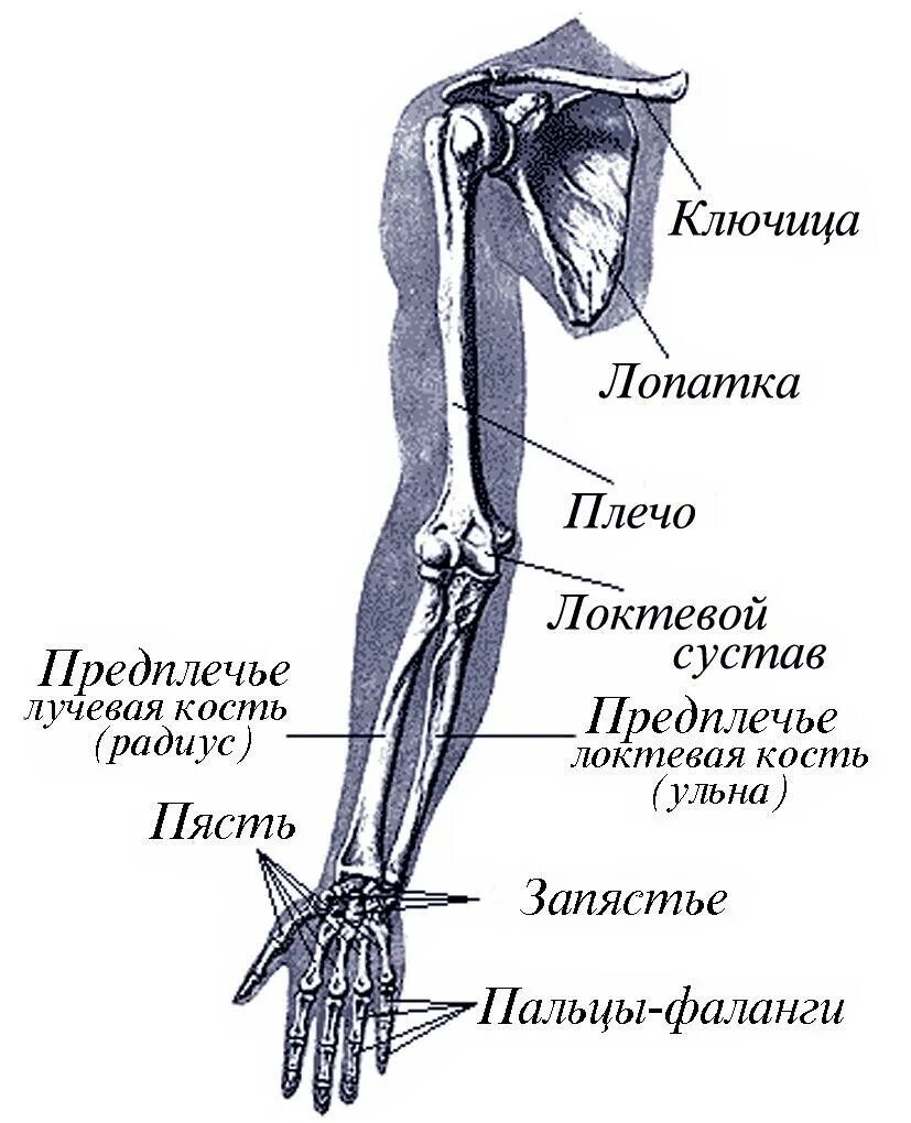 Локти или логти как правильно