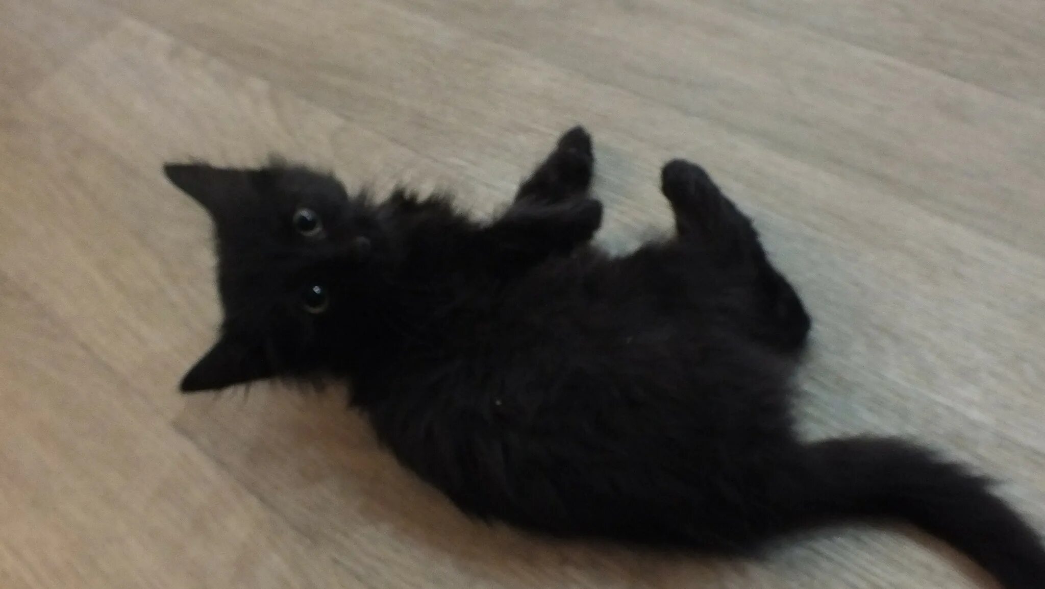 Маленький черный котенок. Самый красивый черный котенок. Черненький котенок. Черный котенок. Черный котенок 2024.