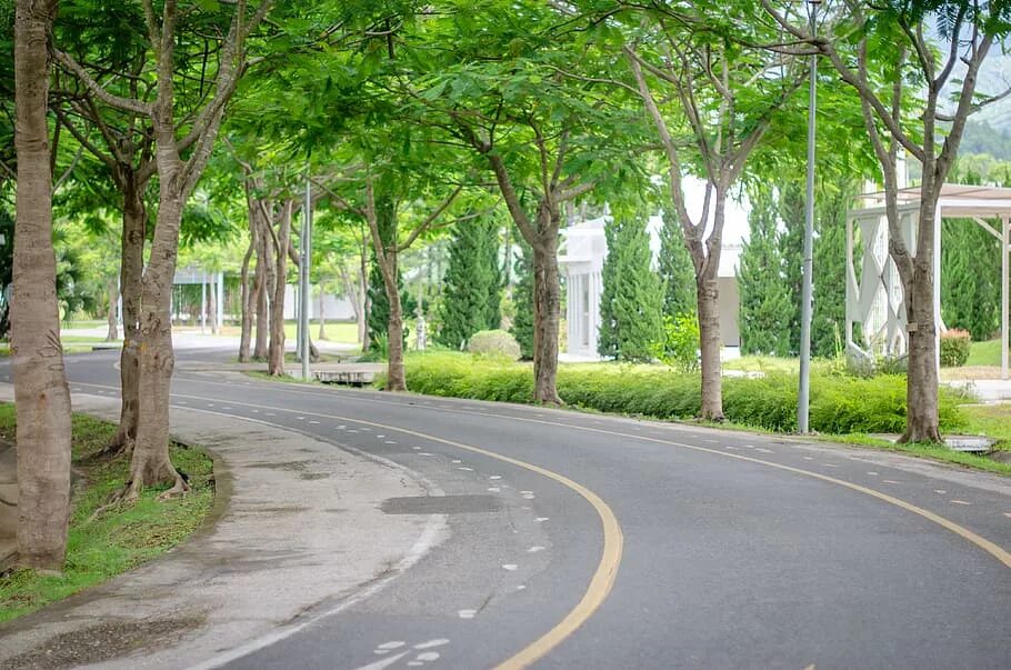 Street trees. Улица дорога деревья. Улица с деревьями. Длинная улица с деревьями. С дороги деревья улица.