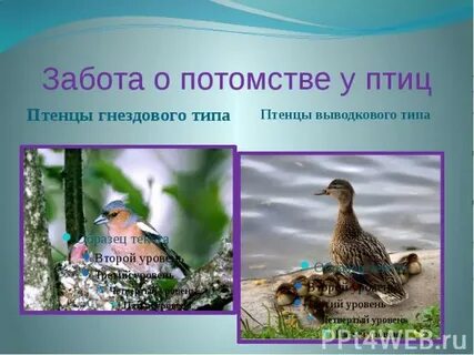 Птицы которые заботятся о потомстве примеры